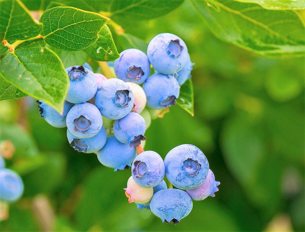 50 Southern Highbush Blueberry (Vaccinium Corymbosum) Seeds