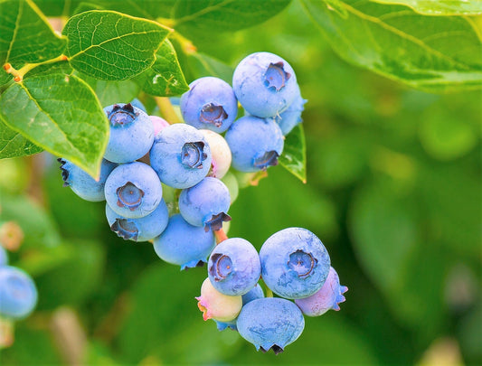 50 Southern Highbush Blueberry (Vaccinium Corymbosum) Seeds