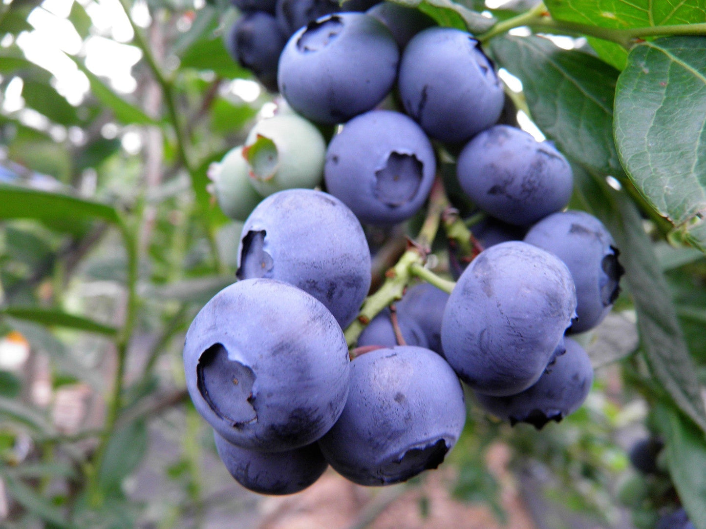 50 Southern Highbush Blueberry (Vaccinium Corymbosum) Seeds