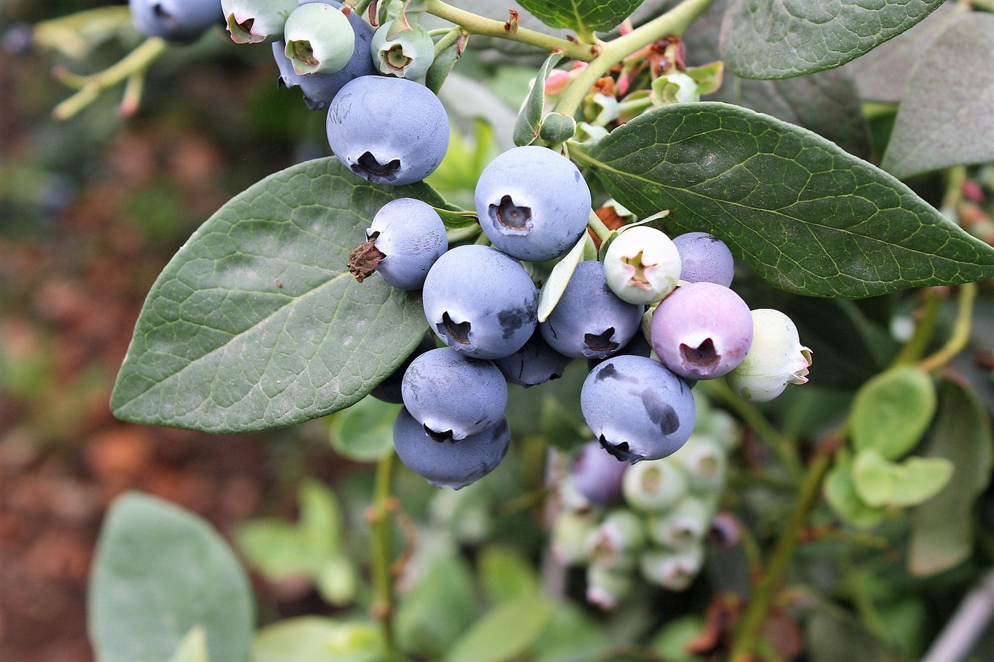 50 Southern Highbush Blueberry (Vaccinium Corymbosum) Seeds