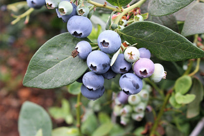 50 Southern Highbush Blueberry (Vaccinium Corymbosum) Seeds