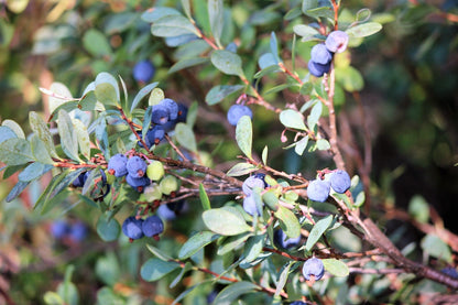 50 Southern Highbush Blueberry (Vaccinium Corymbosum) Seeds