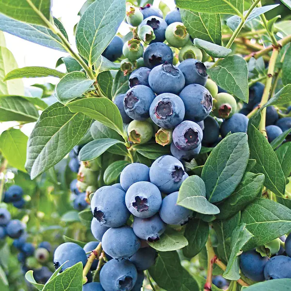 Southern Highbush Blueberry – 50 Seeds