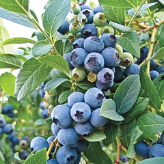 Southern Highbush Blueberry – 50 Seeds