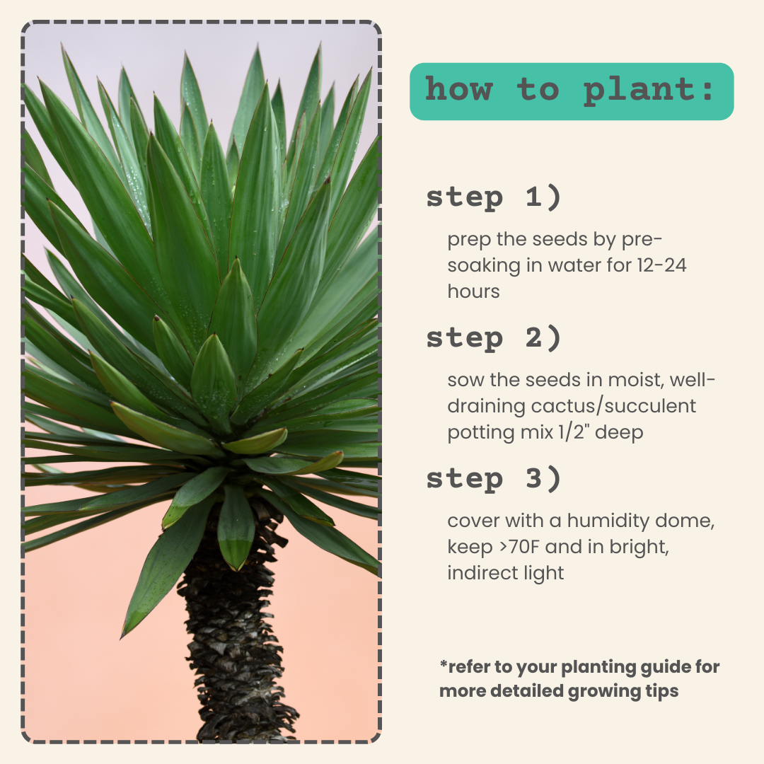 Yucca Baccata 'Blue Stem Yucca' Seeds