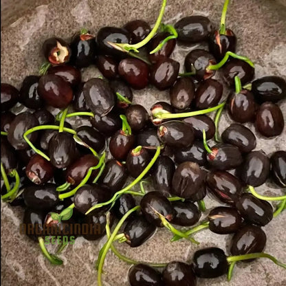 Mixed Bowl Lotus Seeds