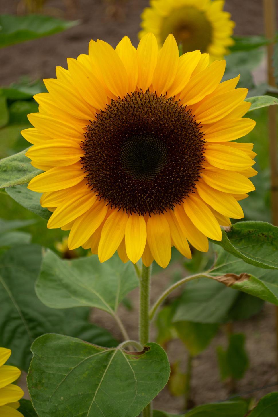 Bright Yellow Sunflower Seeds