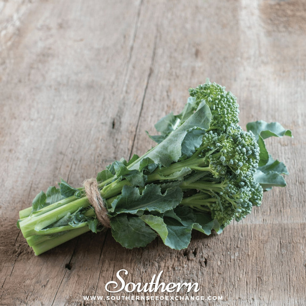 Di Cicco Broccoli – 200 Seeds