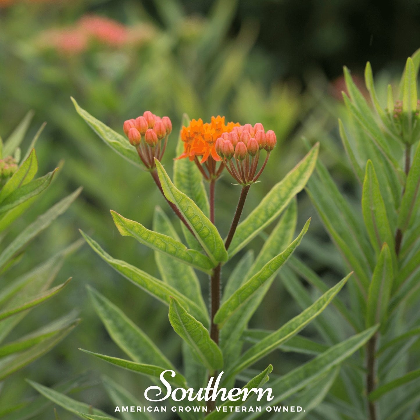 Orange Butterfly Weed (Pleurisy Root)– 35 Seeds