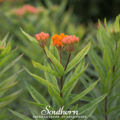 Orange Butterfly Weed (Pleurisy Root)– 35 Seeds