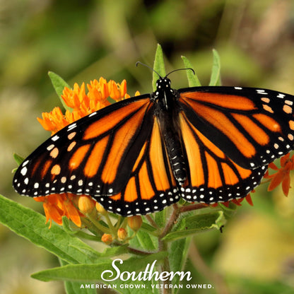 Orange Butterfly Weed (Pleurisy Root)– 35 Seeds