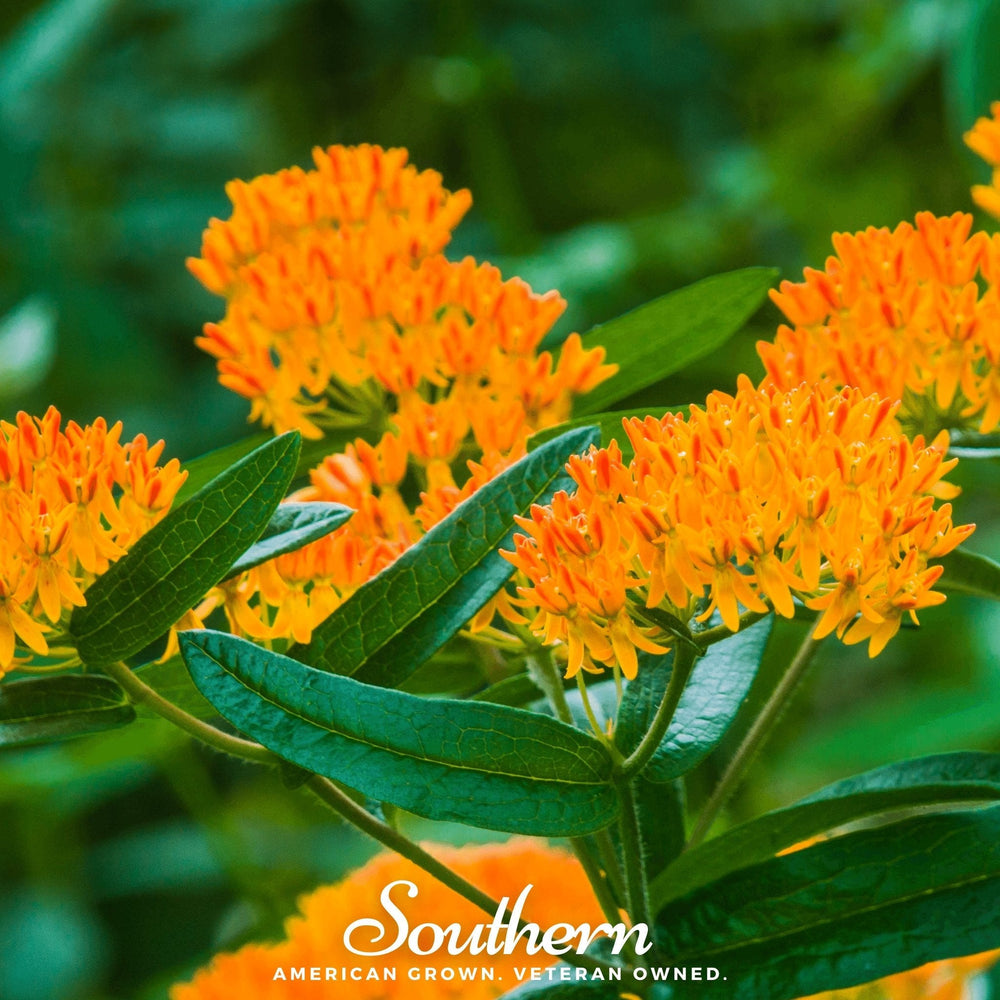 Orange Butterfly Weed (Pleurisy Root)– 35 Seeds