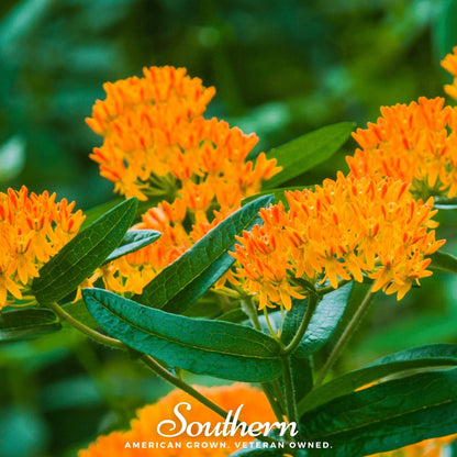 Orange Butterfly Weed (Pleurisy Root)– 35 Seeds
