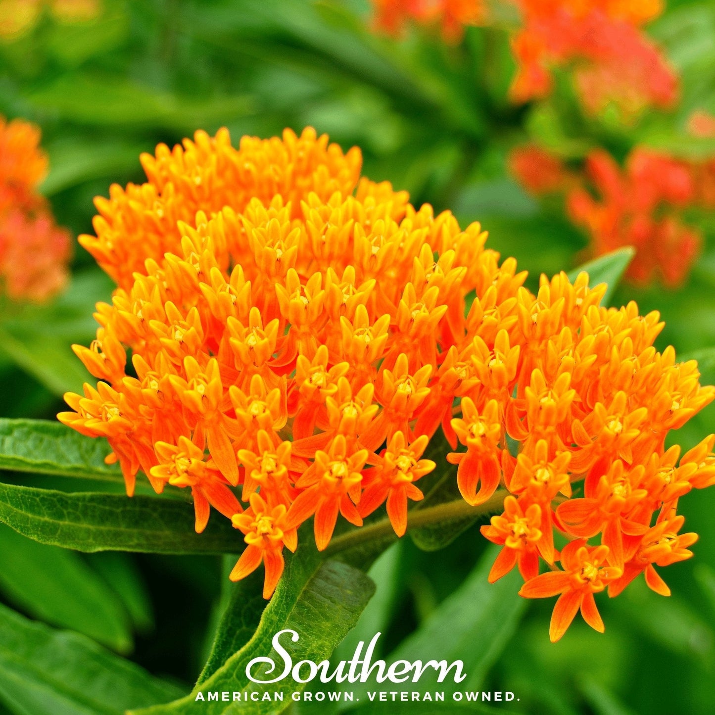 Orange Butterfly Weed (Pleurisy Root)– 35 Seeds
