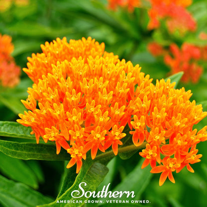 Orange Butterfly Weed (Pleurisy Root)– 35 Seeds