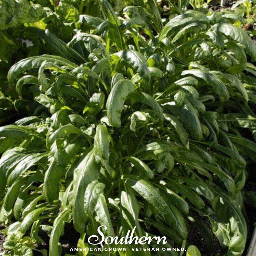 Mibuna Chinese Cabbage – 100 Seeds