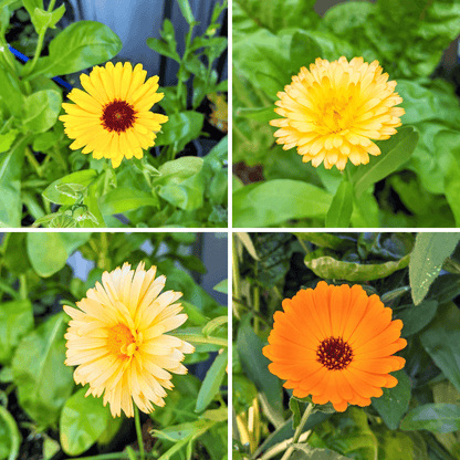 Calendula Beginner Grow Kit