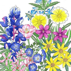 California Low-Growing Native Wildflower Mix (1 lb)
