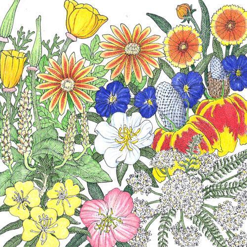 California Perennial Wildflower Mix (1/4 lb)