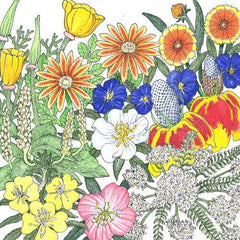 California Perennial Wildflower Mix (1 lb)