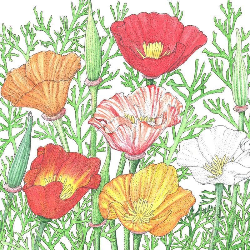 California Poppy, Mission Bells (lb)