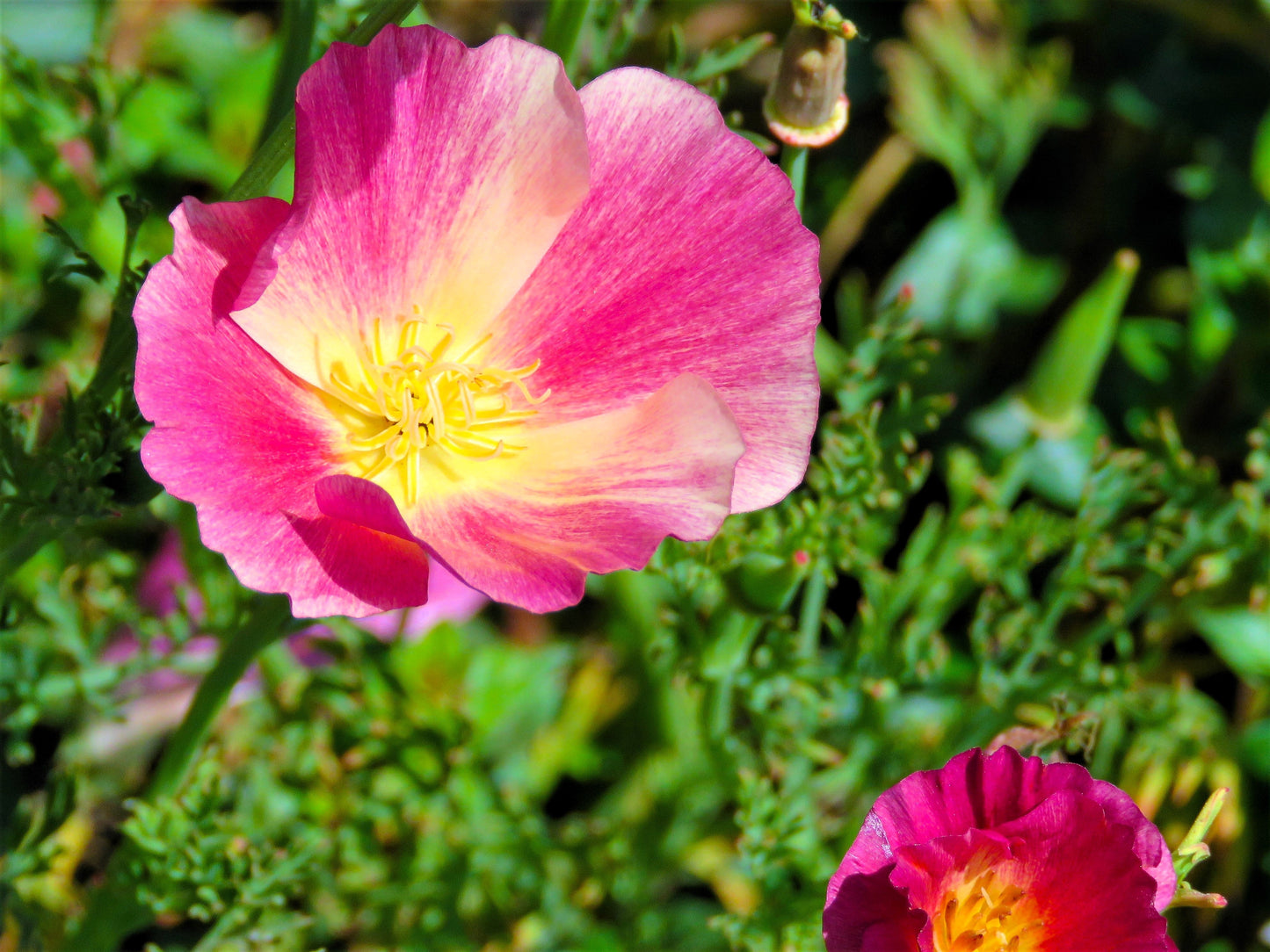 500 Carmine King California Poppy (Eschscholzia Californica) Seeds