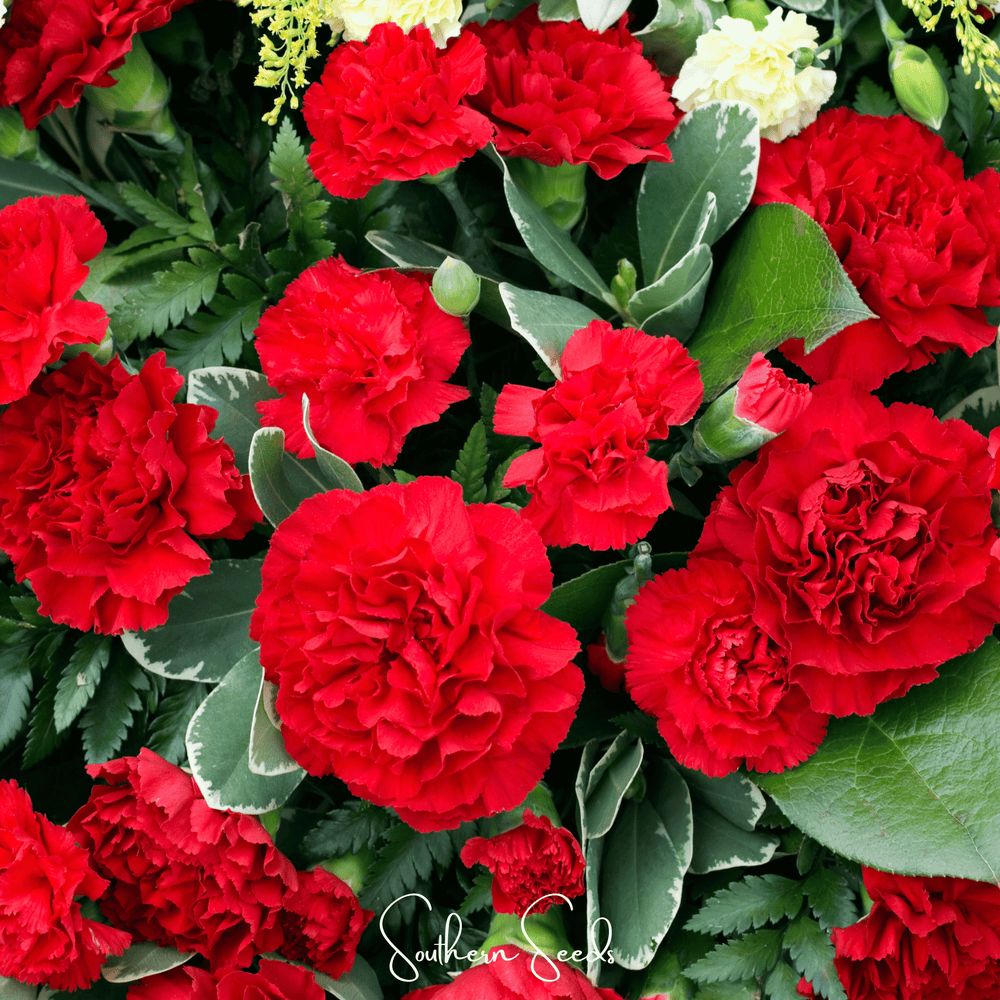 Etincellant Carnation – 25 Seeds