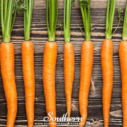 Imperator 58 Carrot – 250 Seeds
