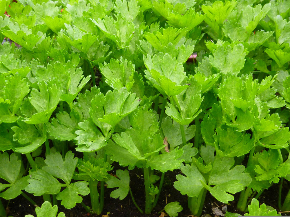2000 Cutting Leaf Celery (Apium Graveolens) Seeds