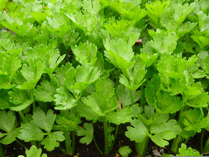 2000 Cutting Leaf Celery (Apium Graveolens) Seeds