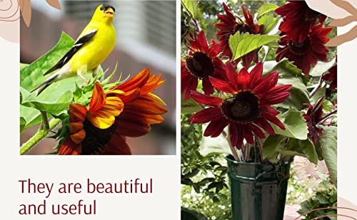 Cherry Chocolate Sunflower Seeds