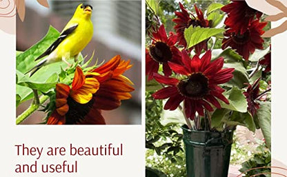 Cherry Chocolate Sunflower Seeds