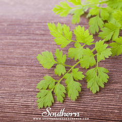 Flat Chervil – 200 Seeds