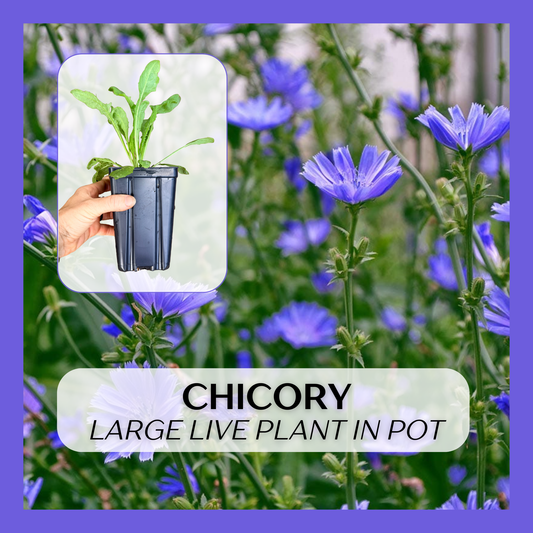 Chicory (Cichorium intybus) seedling