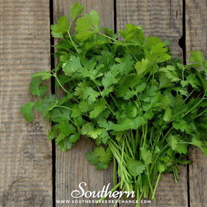 Calypso Cilantro – 100 Seeds