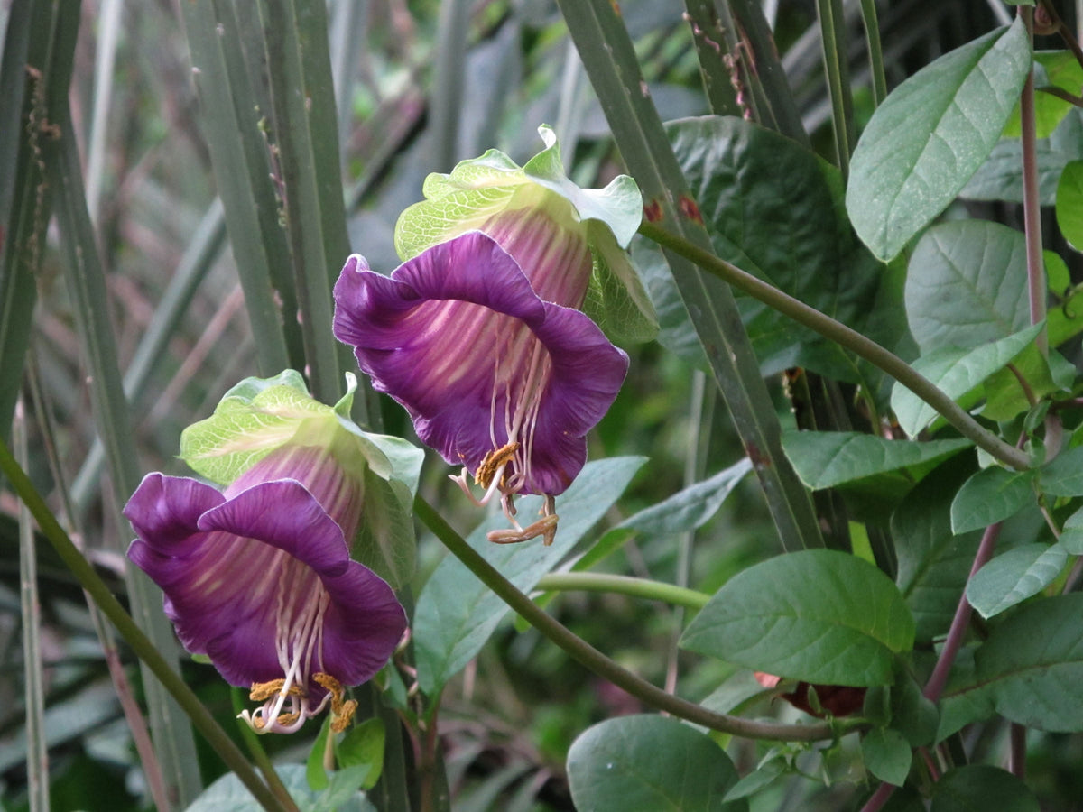 Cathedral Bells (Cobaea Scandens) Seeds