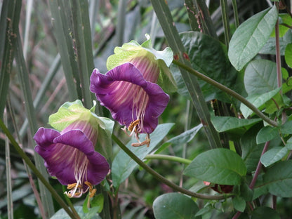 Cathedral Bells (Cobaea Scandens) Seeds
