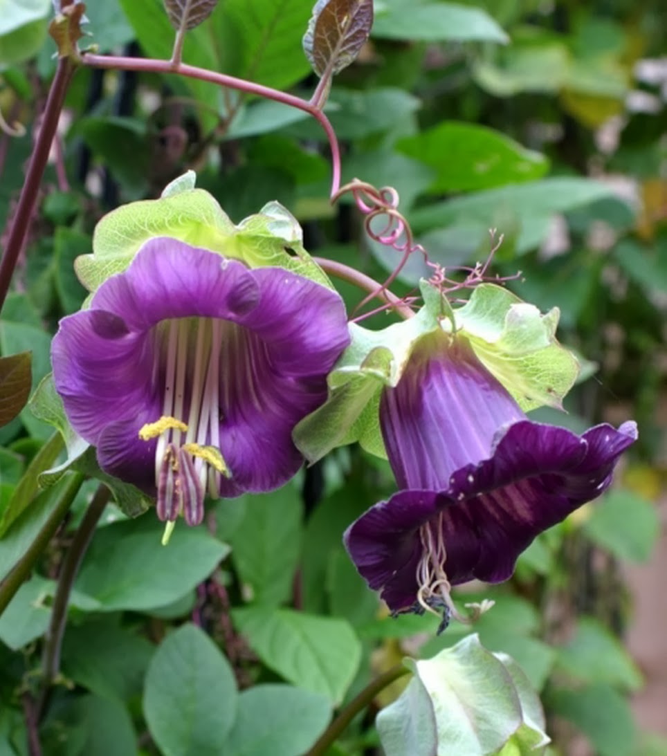 Cathedral Bells (Cobaea Scandens) Seeds