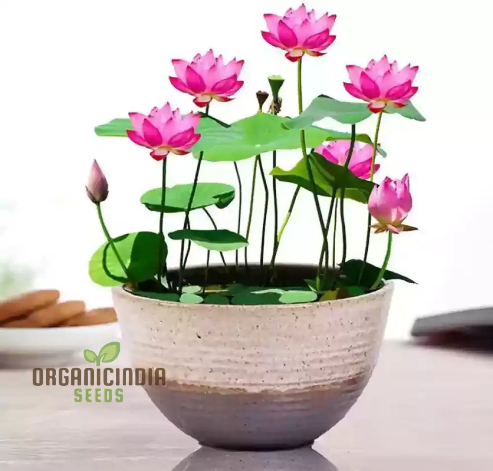 Mix Colour Lotus Flower Seeds