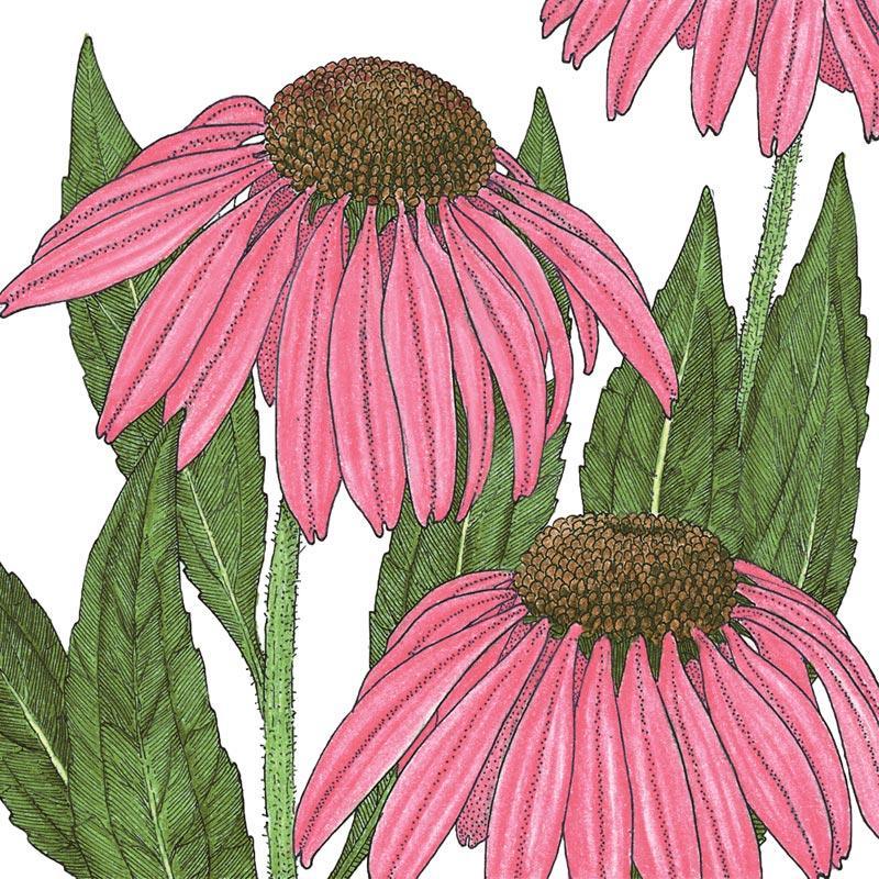 Coneflower, Purple (1 lb)