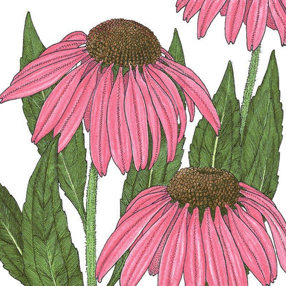 Coneflower, Purple (1 lb)