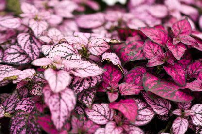 Pink Splash Select Polka Dot Plant (Hypoestes phyllostachya) Seeds – 10 ct