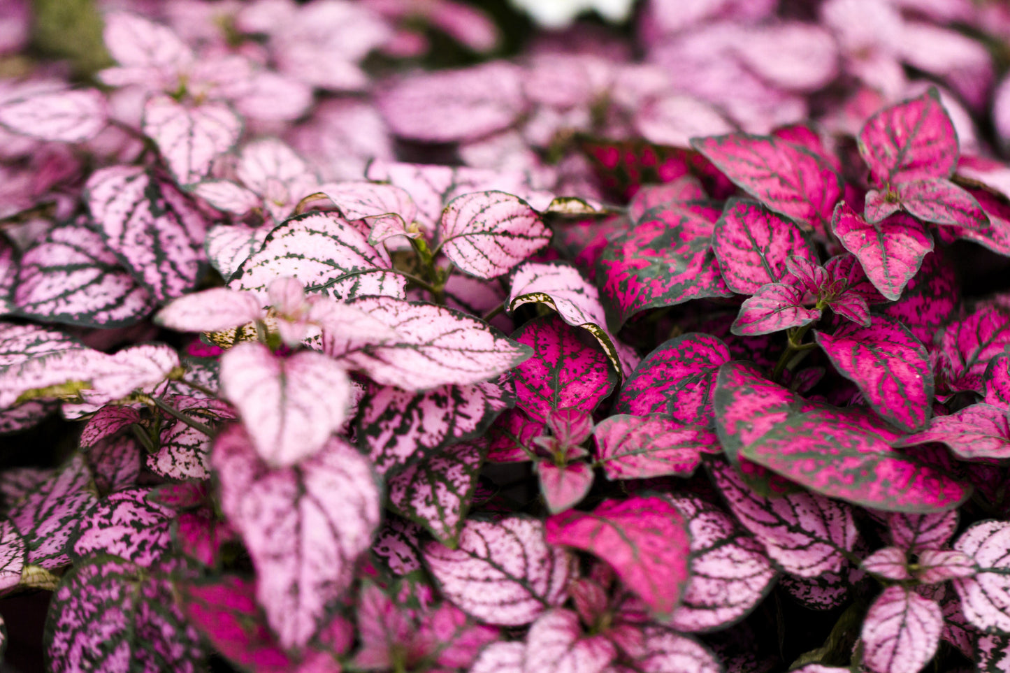10 Dwarf Rose Polka Dot Plant (Hypoestes Phyllostachya) Seeds