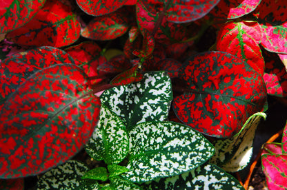 10 Polka Dot Plant (Hypoestes Phyllostachya) Seeds