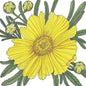 Coreopsis, Tall Lance-Leaved (1/4 lb)