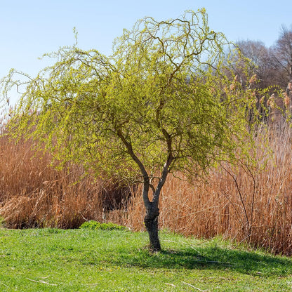 "Scarlet Curls" Corkscrew Willow seedling