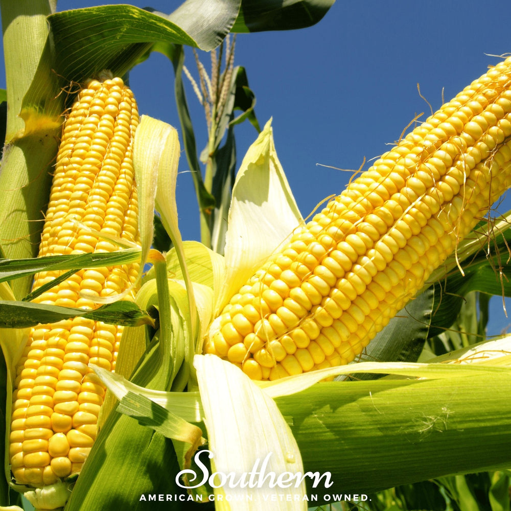 Bodacious Corn – 30 Seeds