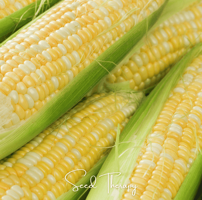 Peaches & Cream Corn – 30 Seeds