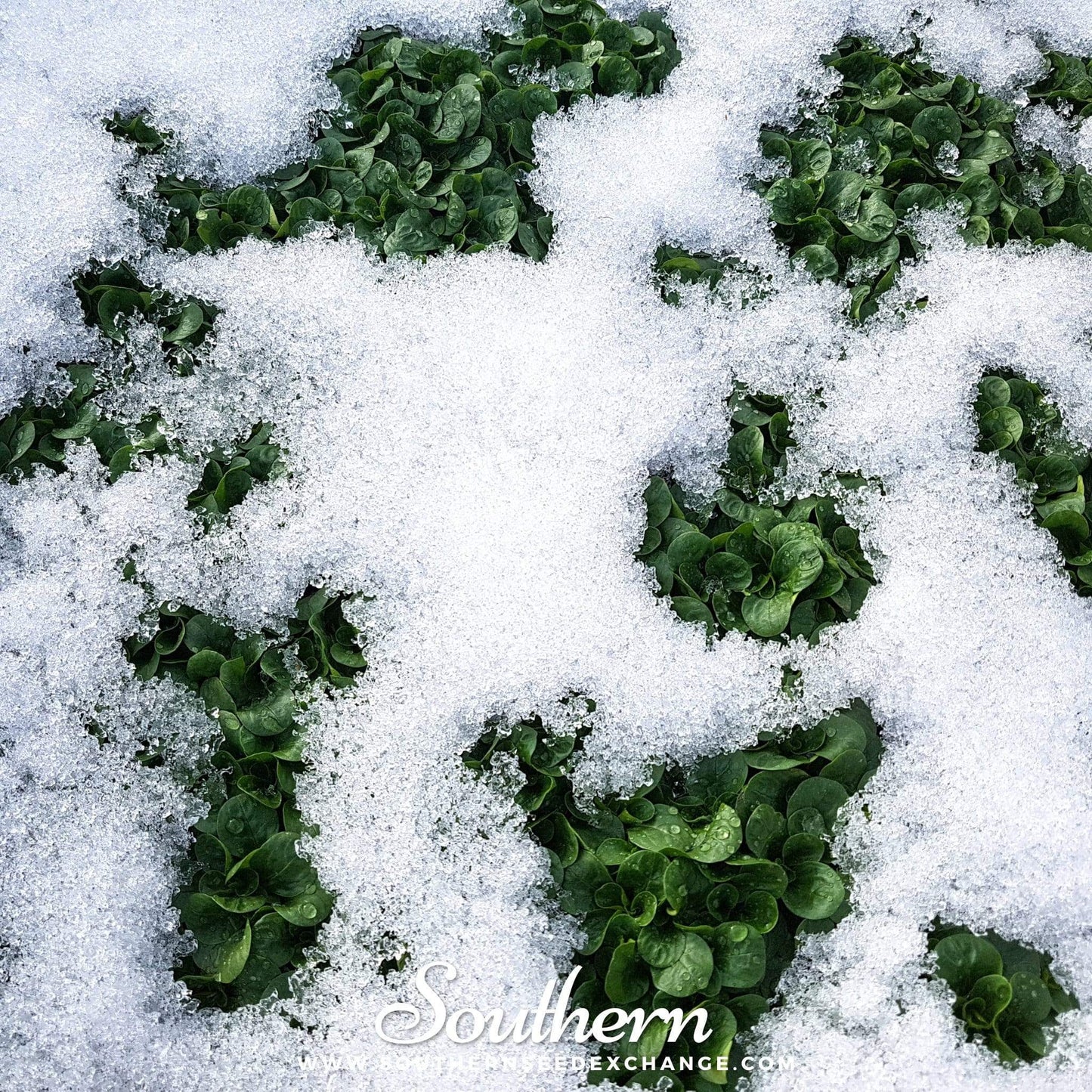 Mache (Corn Salad) – 100 Seeds