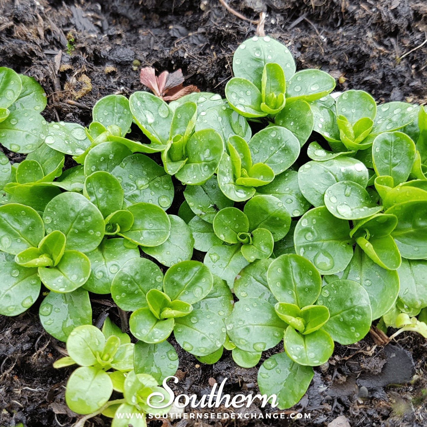 Mache (Corn Salad) – 100 Seeds